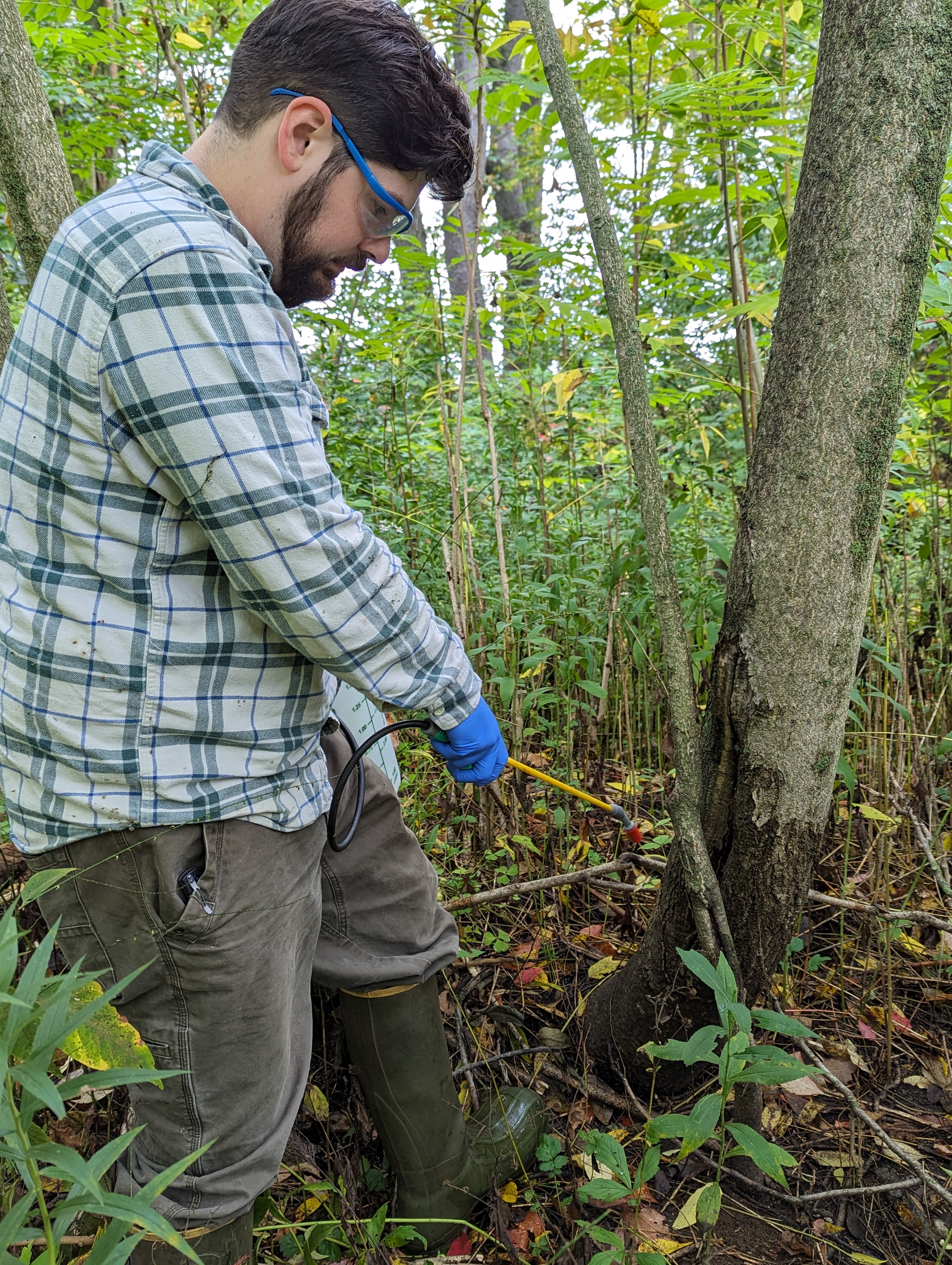 Herbicide sprayed on the basal portion of a tree of heaven trunk.